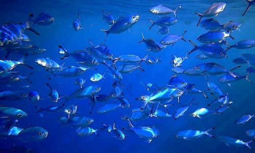 Zdjecie EGIPT / Sharm El Sheikh / Ras Um El Sid / wielki bkit