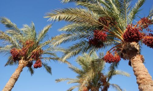 Zdjcie EGIPT / Pwysep Synaj / Sharm el Sheikh / Pod palmami
