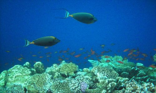 Zdjecie EGIPT / Sharm / Nabi Bay / Podwodny wiat.