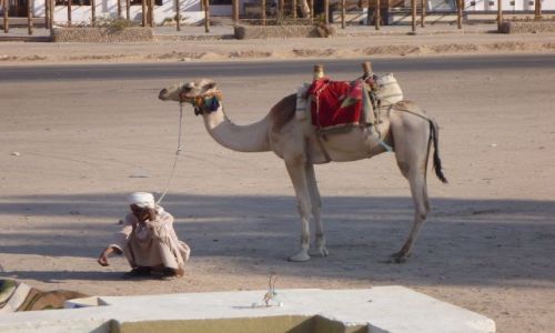 Zdjęcie EGIPT / - / okolice Qeny /  W oczekiwaniu