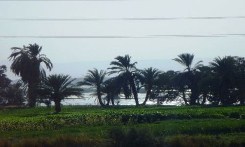 Zdjęcie EGIPT / - / Na prowincji / Uprawy nad Nilem