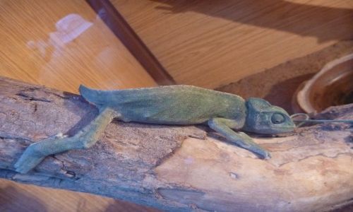 Zdjęcie EGIPT / - / Pustynia wschodnia / Kameleon w terrarium