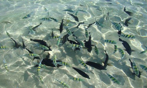 Zdjcie EGIPT / Marsa el Alam / Abu Dabbab / Garbiki