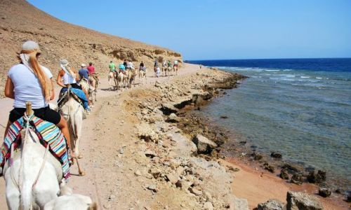 Zdjcie EGIPT / Synaj / Okolice Dahab / Karawana...