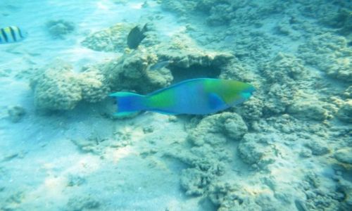 Zdjecie EGIPT / - / Hurghada / W wodzie