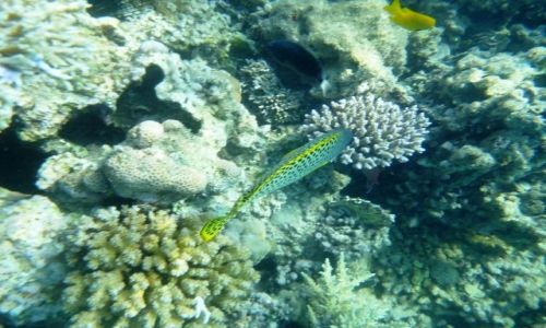 Zdjecie EGIPT / - / Hurghada / Wody Morza Czerwownego