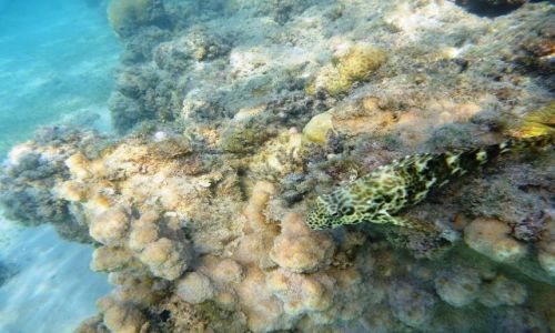 Zdjecie EGIPT / - / Hurghada / Mimikra?