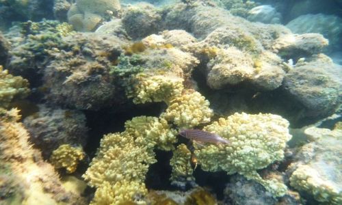 Zdjecie EGIPT / - / Hurghada / Wody Morza Czerwownego