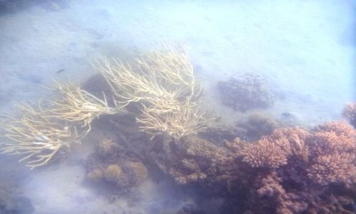 Zdjecie EGIPT / - / Hurghada / W wodzie