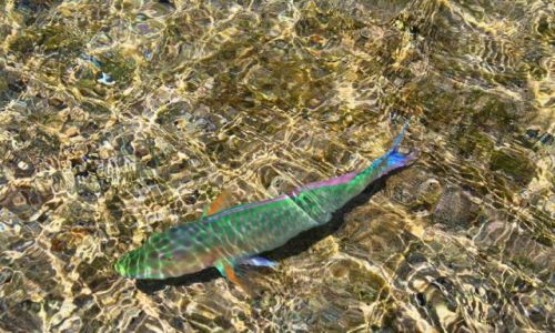 Zdjęcie EGIPT / Sharm El Sheikh / Przy brzegu / Piękna:)