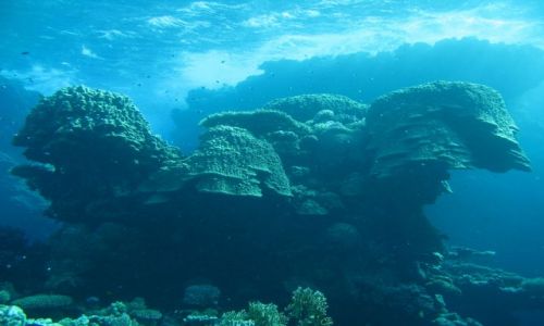 Zdjęcie EGIPT / Morze czerwone / St.Johns / U stóp pustyni