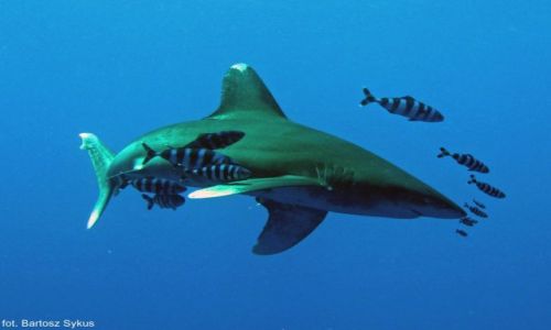 Zdjcie EGIPT / Morze czerwone / Brothers Island / White tip oceanic shark