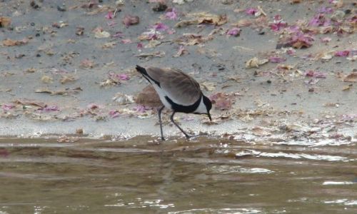 Zdjecie EGIPT / - / Marsa Alam / Poszukiwanie poywienia na brzegu Morza Czerwonego
