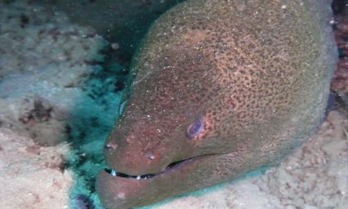 Zdjęcie EGIPT / Sharm-el-sheik / Sharm-el-sheik / -