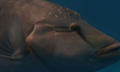 Zdjęcie EGIPT / Sharm-el-sheik / Sharm-el-sheik / -