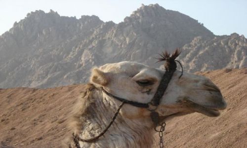 Zdjecie EGIPT / Sharm / Sharm  / Profil