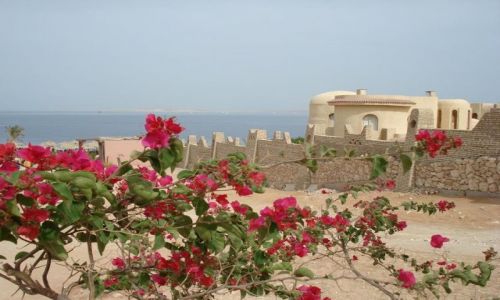 Zdjecie EGIPT / Sharm / Sharm  / Plaża zza kwiatów