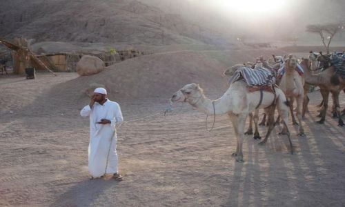 Zdjecie EGIPT / Sharm / Sharm  / Ach te komórki  : )