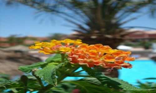 Zdjecie EGIPT / Sharm / Sharm  / Kwiatek