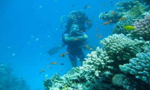 Zdjecie EGIPT / Sharm El Sheikh  / Wyspa Tiran / Egipt 2012