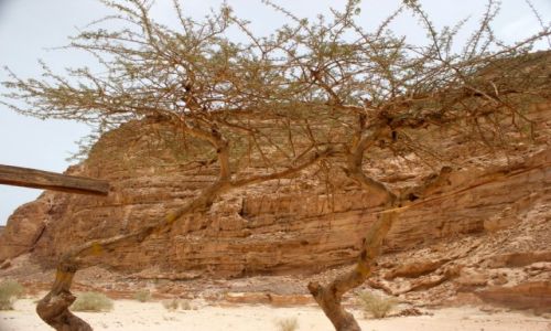 Zdjcie EGIPT / Polwysep Synaj / Dahab / Synaj