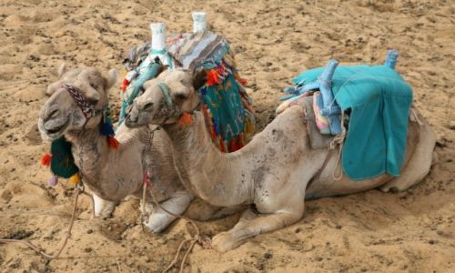 Zdjecie EGIPT / Aglomeracja Kairu / Giza / Chwila wytchnienia