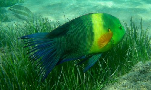 Zdjcie EGIPT / Hurghada / Hurghada / Hurghada