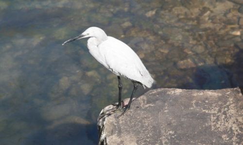 Zdjcie EGIPT / Katarakta Nilu / Asuan, nad Nilem / Ibis