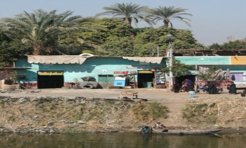 Zdj�cie EGIPT / G�rny Egipt / Karnak, �wi�tynia Amona-Re / �ycie pod palmami