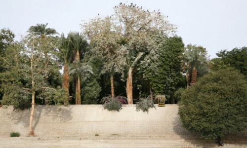 Zdjęcie EGIPT / Asuan / Wyspa Kitchenera. / Oaza roślin i ptaków