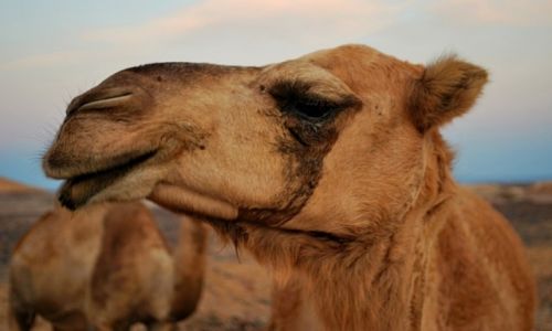 Zdjcie EGIPT / marsa el alam / marsa el alam / znw za blisko