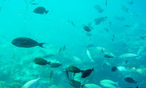 Zdjcie EGIPT / marsa el alam / marsa el alam / coral reef