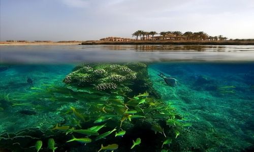 Zdjecie EGIPT / Marsa Alam / Marsa Alam / underwater