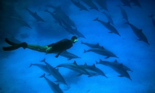 Zdjecie EGIPT / Marsa Alam / Marsa Alam / wrd delfinw ...