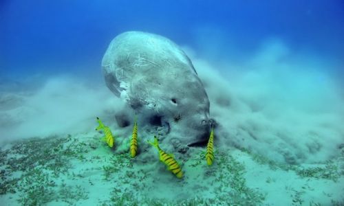 Zdjcie EGIPT / Marsa Alam / Abu Dabbab / Diugo
