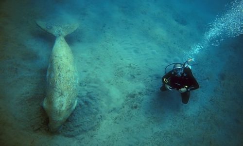Zdjecie EGIPT / Marsa Alam / Marsa Alam / spotkanie ...