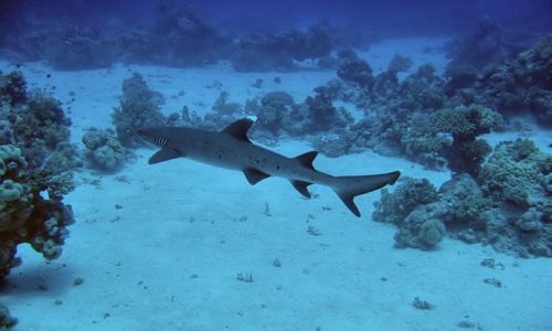 Zdjecie EGIPT / Marsa Alam / Marsa Alam / whitetip reef shark