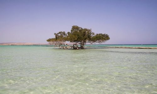 Zdj�cie EGIPT / Berenice / El Qualan  / El Qualan