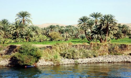Zdjęcie EGIPT / Edfu / Nad Nilem / Oaza