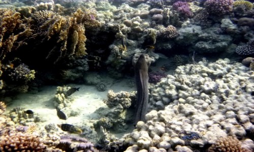 Zdjecie EGIPT / Marsa Alam / rafa / Podwodny wiat