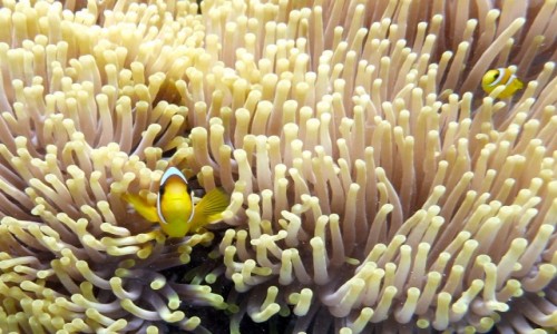 Zdjecie EGIPT / Tiran / Tiran / Nemo odnaleziony