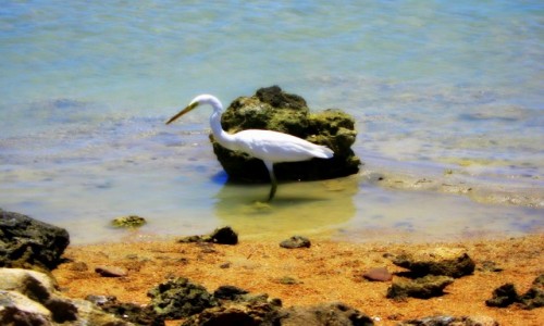 Zdjcie EGIPT / Region Morza Czerwonego / Hurghada / Czapla biaa