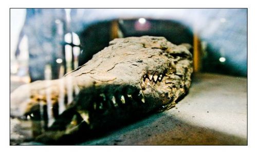 Zdjecie EGIPT / brak / Kom-Ombo / Sobek.. Mummified