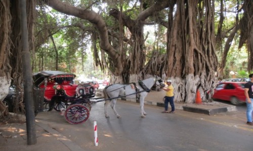 Zdjecie EGIPT / Kair  / Zamalek / Baobab