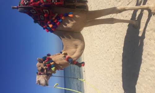 Zdjecie EGIPT / Marsa Alam / Marsa Alam / Marsa Alam 