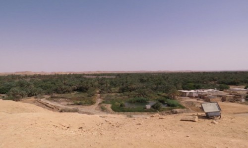 EGIPT / Afryka / Kair / siwa 1000 palmm