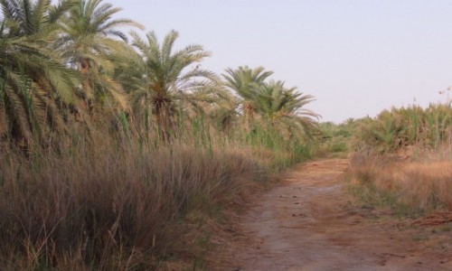 Zdjcie EGIPT / Afryka / Kair / siwa droga palm