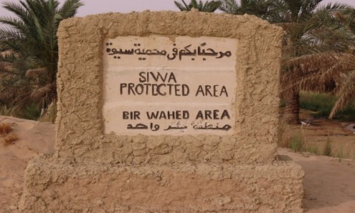 Zdjcie EGIPT / Afryka /  Siwa / siwa oaza rdo