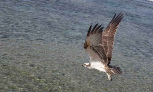 Zdjecie EGIPT / Marsa Alam / Marsa Alam / Spotkany w Egipcie..