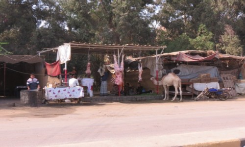 EGIPT / Afryka / Kair / Kebda Camel 3